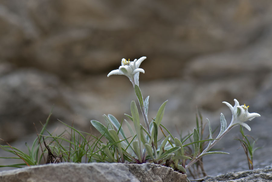 Leontopodium alpinum - Stella Alpina (del Pasubio)